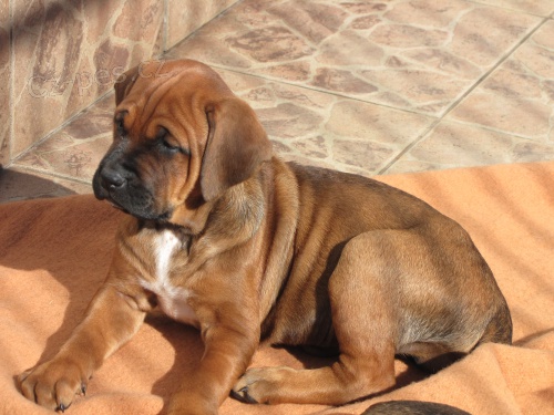 Tosa inu -  �t��ata s PP